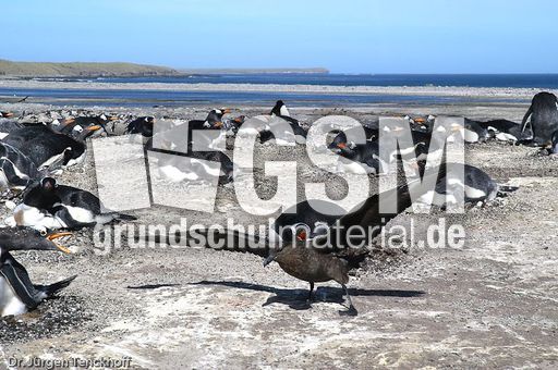 Raubmöve (Skua) (9 von 16).jpg